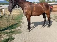 Égua, Hungarian horse breed — foto 5