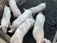 母猪, Крупная белая — 照片 5