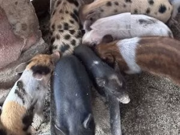 Porca, Porcos