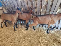 عنزة, Alpine goat — الصورة 2