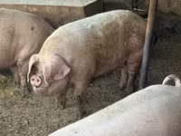 Boar, Pigs — photo 5