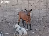 बकरी, Alpine goat — फ़ोटो 1