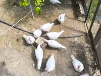 Turkeys — zdjęcie 4