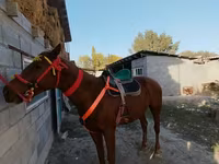 Hengst, Kyrgyz Horse — Foto 2