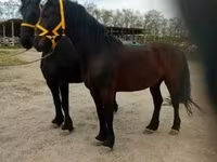 Koń, Friesian — zdjęcie 4