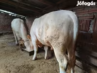 Byk, Charolais cattle — zdjęcie 2