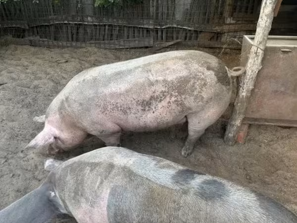 Porca, Porcos — Hungria