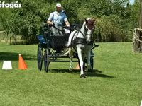Mare, Lipizzaner — photo 5