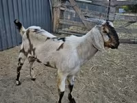 Cabro, Nubian Goat — foto 4