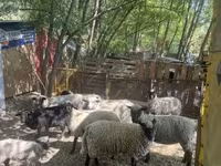 Schaf, White Suffolk sheep — Foto 6