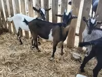Kozioł, Kozy — zdjęcie 5
