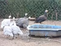 Guinea fowl — zdjęcie 1