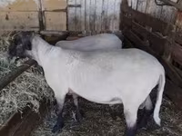 Qoʻchqor, Tsigai sheep — 5-rasm
