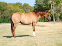 Kobila, Quarter Horse — fotografija 1