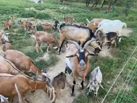 Cabras (lote, sexo não especificado), Cabras — foto 4