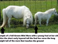 Pastuv, Miniature horse — fotografija 8