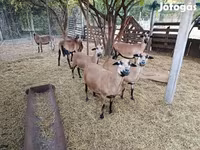 母羊, Cameroon sheep — 照片 5