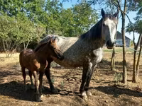 Madyan, Atlar — foto 7