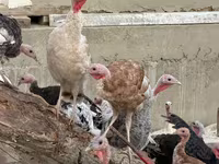 Turkeys — фото 1