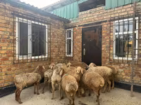 Qoʻchqor, Rhon sheep — 1-rasm