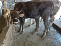Krava, Russian Black pied cattle — fotografija 6