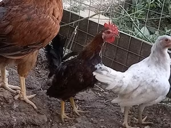 Chickens