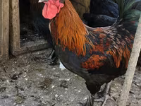 Brahma — fotografija 4
