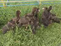 Turkeys — Foto 2