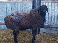 Bélier, Hissar sheep — photo 2