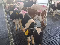 Бұқа, Russian Black pied cattle — 5-сурет