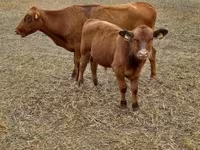 公牛, Aberdeen-Angus — 照片 6
