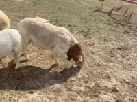 Bélier, Dorper sheep — photo 2