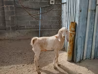 Koza, Kamori goats — fotografija 4