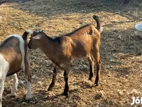 Ziegenbock, Ziegen — Foto 2