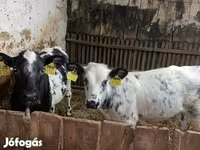 Vache, Race Holstein — photo 4