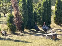 Turkeys — الصورة 1