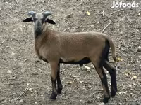 मेढ़ा, Cameroon sheep — फ़ोटो 2