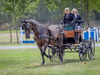 Cheval, Nonius horse — photo 7