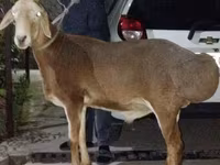 Ram, Sheep — photo 2