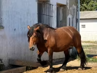 Caballo, Caballos — foto 5