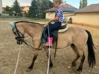 母马, Horses — 照片 1