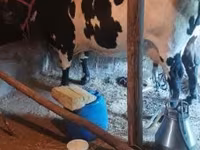Krowa, Russian Black pied cattle — zdjęcie 2
