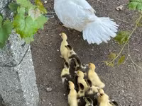 Ducks — الصورة 2