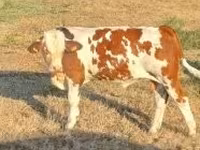 Byk, Simmental cattle — zdjęcie 1