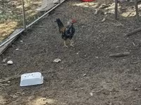 Chickens — fotografija 4