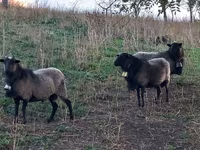 Widder, Romanov sheep — Foto 1