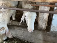 Widder, Assaf sheep — Foto 2