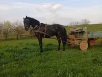 Caballo, Nonius horse — foto 3