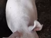 Cerdos (lote, sexo no especificado), Cerdos — foto 3