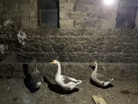 Geese — 写真 2